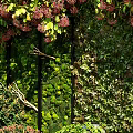 Lush Living Plant Wall With Green Vines Bushes And Decorative Pebble Border