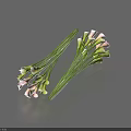 Calla Lilies Bouquets with White Pink Blooms Green Stems on Gray Background and Soft Shadows