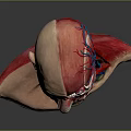Medical Device Human Head Anatomical Model Displaying Muscle Vessel Structure For Medical Education
