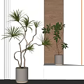 Modern Bonsai Potted Plants Indoor With White Pots And Wooden Panel Background