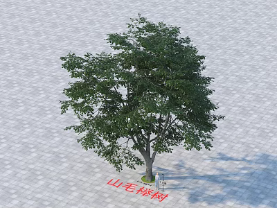 Tall Arbor With Lush Green Leaves And Strong Trunk On Paved Ground 3d model