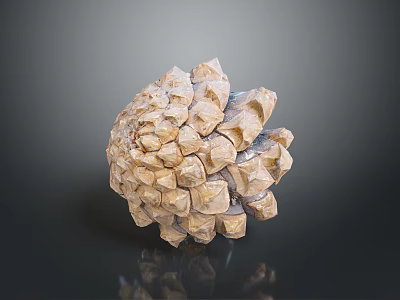 Close Up View Of Natural Pine Cone From Evergreen Tree With Brown Scales 3d model