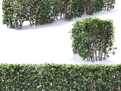 Trimmed Green Shrubs in Rows and Shaped Forms for Garden Landscaping 3d model