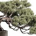 Bonsai Plant Featuring Twisted Branches Green Foliage Exposed Roots In Metal Pot With Vertical Slats