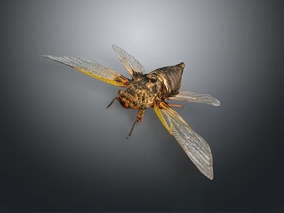 Cicada With Transparent Wings Yellow Veins And Brown Body Detailed Macro View 3d model