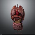 Human Internal Organs 3D Model Showing Detailed Anatomy Structure And Layout 3d model