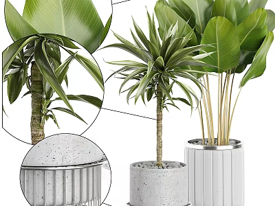 Indoor Decorative Plant Arrangement With Green Plants In Concrete And White Striped Planters 3d model