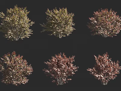 Colorful Ornamental Shrubs for Garden Landscaping with Diverse Foliage and Natural Shapes 3d model