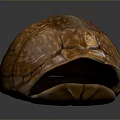 Brown Textured Reptile Turtle Shell Open Displaying Natural Patterns And Inner Surface 3d model