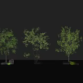 Three Ornamental Arbor Trees with Stones and Small Plants on Grey Background