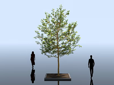 Sycamore Trees Sycamore American Sycamore Trees Tropical Plants Decorative Vegetation Windbreak Sand Fixation Trees Shrubs Green Planting Green Belt Park Gardens 3d model