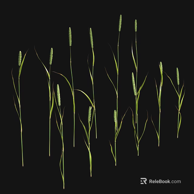 Green Grass Plants With Slender Stems And Spike Like Tops On Black Background 3d model 