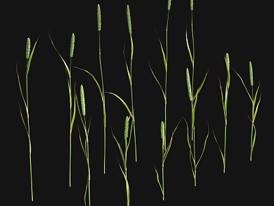 Green Grass Plants With Slender Stems And Spike Like Tops On Black Background 3d model