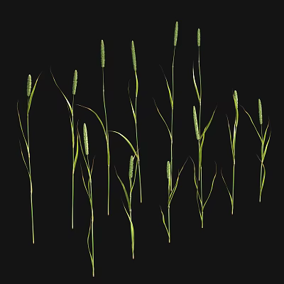 Green Grass Plants With Slender Stems And Spike Like Tops On Black Background 3d model