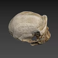 Ancient Human Skull Displayed Against Blue Background With Detailed Bone Structure