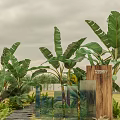 Banana Trees As Main Arborescent Elements In Outdoor Landscape With Greenery And Glass Structures