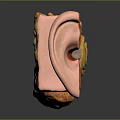 Detailed Human Ear Anatomy 3D Model With Outer Middle Inner Structures