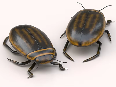 Two aquatic beetles with dark brown striped oval bodies and legs 3d model