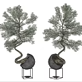 Elegant Bonsai Trees With Curved Trunks Green Foliage In Stone Pots On Metal Stands