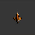 3D Clownfish With Orange Body White Stripes Black Edges Black Eyes And Reflection