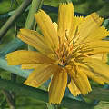 Bright Yellow Flower with Green Leaves and Stems in Natural Garden