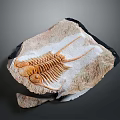 Stylish Shoes With Trilobite Fossil Pattern And Durable Comfortable Design 3d model