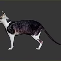 Sphynx Cat With Black White Purple Coat Standing On Dark Reflective Surface
