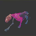 Detailed Golden Feline Skeleton Artwork Displayed on Dark Background With Reflection