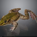 Frog with green brown spotted skin large eyes webbed feet on dark reflective surface