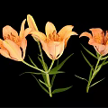Orange Lily Flowers In Vase With Green Leaves On Black Background