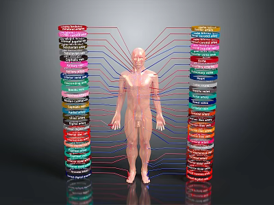 Head Organs In Human Body Model With Colorful Labels And Connecting Lines 3d model