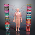 Head Organs In Human Body Model With Colorful Labels And Connecting Lines