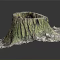 Natural Tree Stump With Green Moss And Fallen Leaves In Outdoor Scene