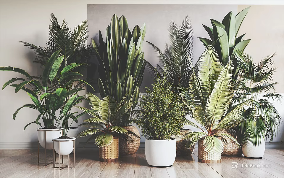 Indoor Potted Green Plants With Various Types And Stylish Different Pots On Wooden Floor 3d model 