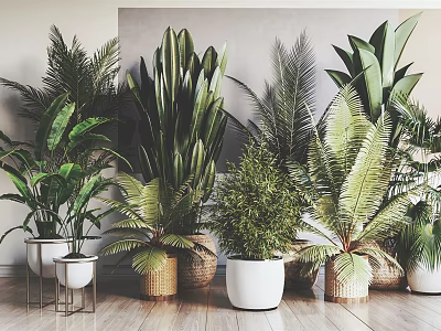 Indoor Potted Green Plants With Various Types And Stylish Different Pots On Wooden Floor 3d model