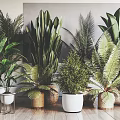 Indoor Potted Green Plants With Various Types And Stylish Different Pots On Wooden Floor