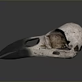 Anatomical Bird Skull with Long Sharp Beak Isolated on Gray Background