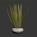 Long Leaf Green Houseplant In White Textured Round Pot On Dark Background