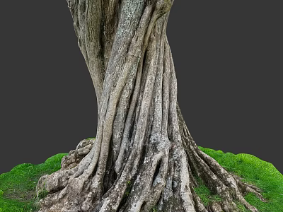 Ancient Arbor With Thick Trunk And Twisted Roots On Green Grass 3d model