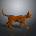 Orange Domestic Cat Walking On Gray Surface With Side View And Reflection 3d model