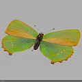 Vibrant Green And Orange Butterfly With Colorful Wings On Dark Background