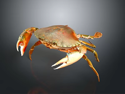 Golden Orange Crab With Shiny Shell Displaying Claws And Legs On Dark Background 3d model