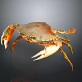Golden Orange Crab With Shiny Shell Displaying Claws And Legs On Dark Background