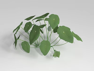Lush Green Shrub With Round Leaves For Garden Decoration And Landscaping 3d model