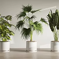 Different Types Of Potted Plants In White Pots On Wooden Floor With Light Colored Walls