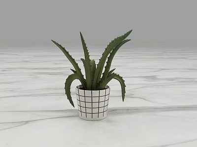 Potted Green Succulent Plant in White Black Grid Pot on Marble Texture Floor 3d model