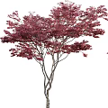 Ornamental Deciduous Trees With Lush Red Purple Foliage And Slender Branches