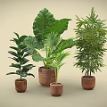 Various Green Plants in Terracotta Pots with Large Leaves and Palm Like Foliage