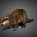 Realistic 3D Model Beaver in Standing Pose on Gray Background 3d model