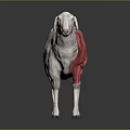 Detailed 3D Illustration of Sheep Muscle Anatomy Showing Muscular Body Structure
